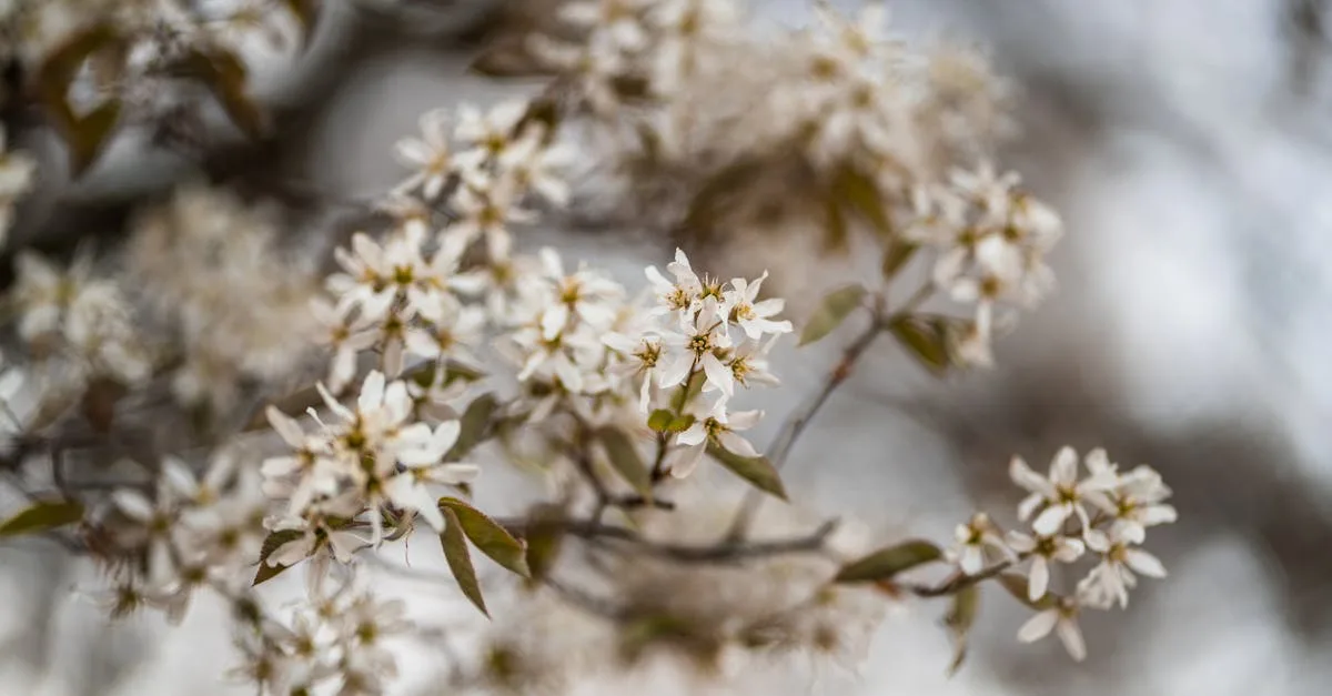 découvrez l’amelanchier, un arbuste ornemental aux jolies fleurs blanches et aux petites baies savoureuses. idéal pour le jardin, il apporte beauté, biodiversité et gourmandise au fil des saisons.