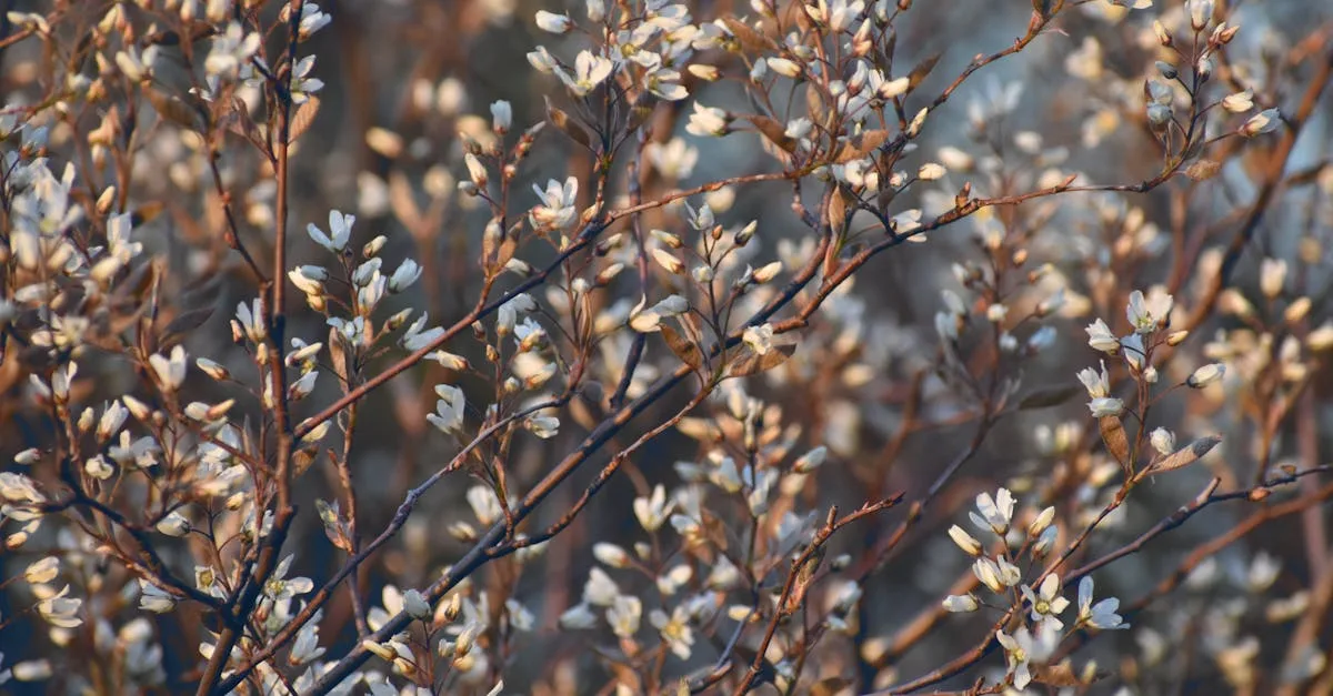découvrez l'amélanchier, un arbuste fruitier rustique au feuillage décoratif et aux baies savoureuses. conseils de culture, plantation, entretien et récolte pour profiter de ses fruits et embellir votre jardin.