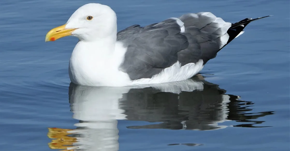 découvrez les caractéristiques de l'american bully xxl : son apparence, son tempérament, son comportement ainsi que les soins à apporter à cette race de chien impressionnante et affectueuse.