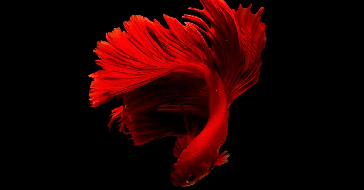 découvrez tout sur les poissons : espèces, conseils d’aquariophilie, alimentation, habitat et astuces pour bien s’occuper de vos poissons domestiques ou explorer leur vie en milieu naturel.