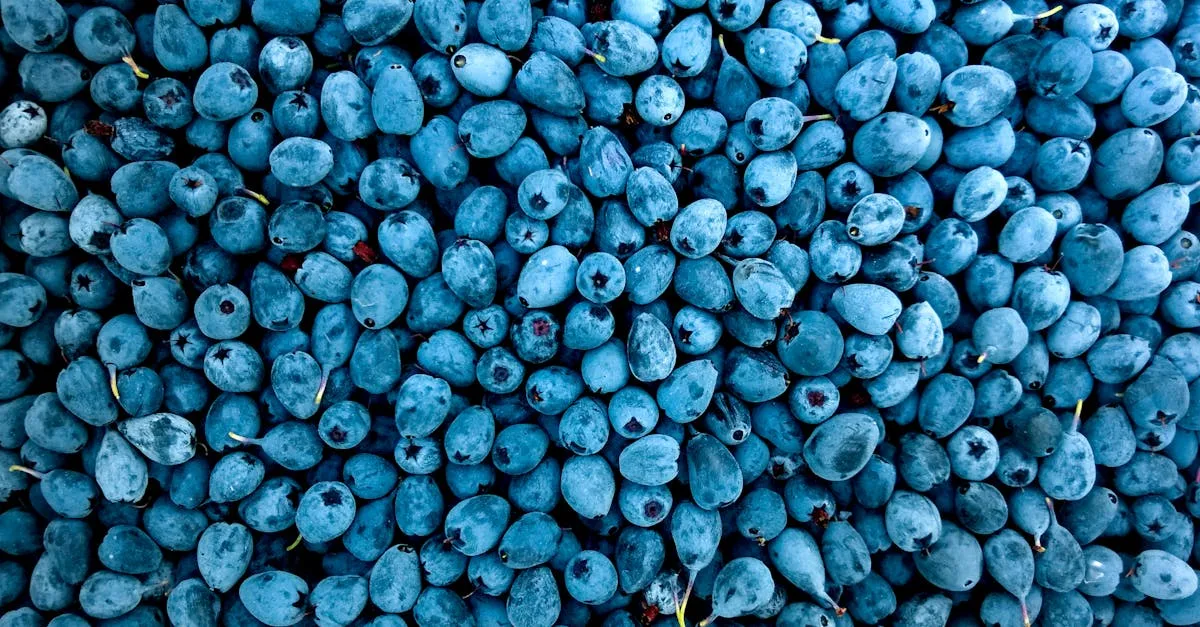 découvrez une variété de fruits frais, savoureux et riches en vitamines. profitez de leurs bienfaits pour votre santé et trouvez des conseils pour choisir, conserver et cuisiner vos fruits préférés.