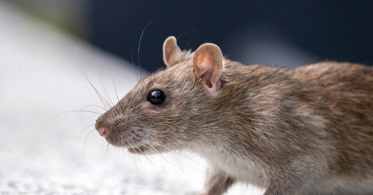 découvrez nos répulsifs naturels contre les rats, efficaces et sans produits chimiques pour protéger votre maison en toute sécurité.