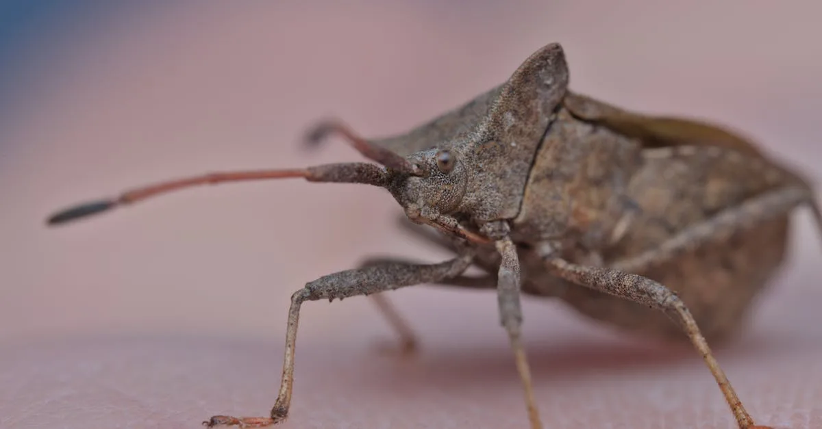 découvrez tout sur le brown bug : son habitat, son comportement, et comment le reconnaître facilement.