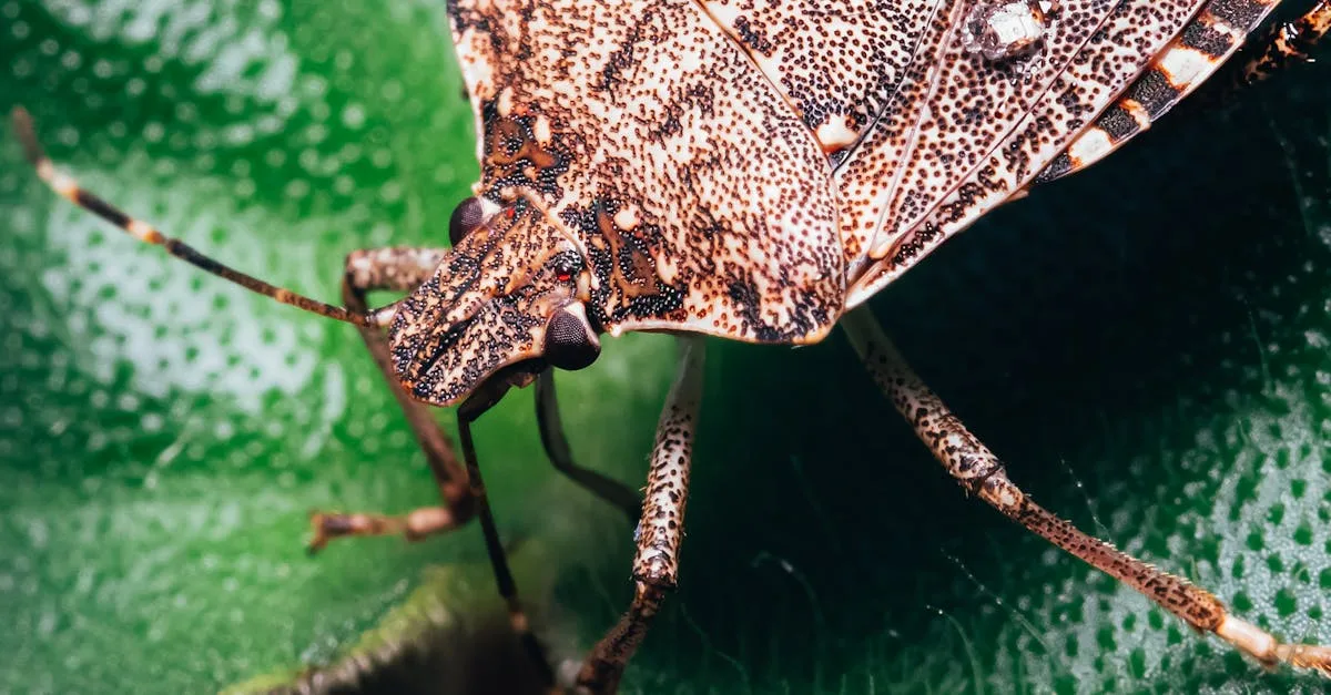 découvrez tout sur le brown bug : identification, habitats, comportements et méthodes de prévention pour protéger votre environnement.