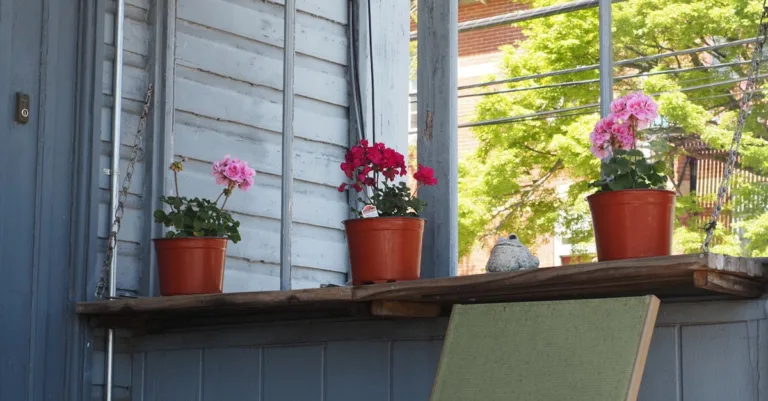 découvrez nos conseils essentiels pour prendre soin de votre géranium : arrosage, exposition, taille et prévention des maladies pour des plantes en pleine santé.
