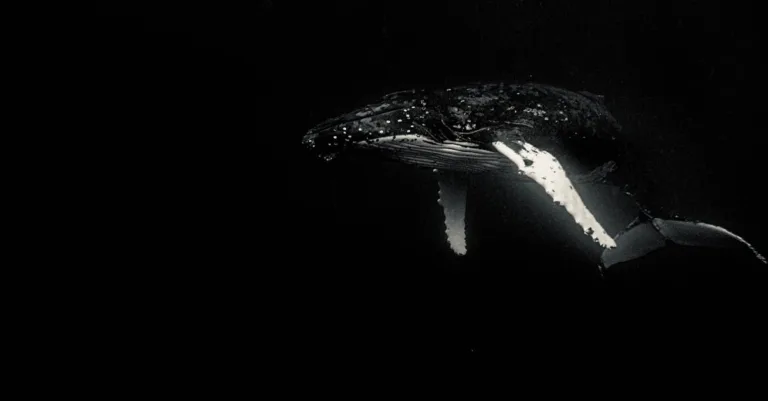 découvrez tout sur les mammifères : caractéristiques, espèces, habitats et comportements uniques de ces animaux fascinants.