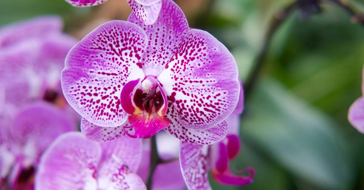 guide complet pour rempoter vos orchidées : conseils pratiques, étapes faciles et astuces pour assurer la santé et la croissance de vos plantes.