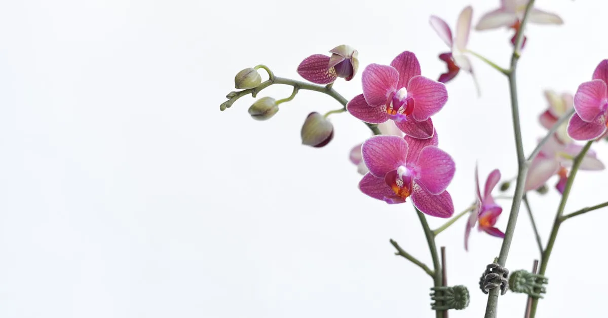 apprenez à rempoter vos orchidées facilement avec nos conseils pratiques pour assurer leur croissance et leur floraison.