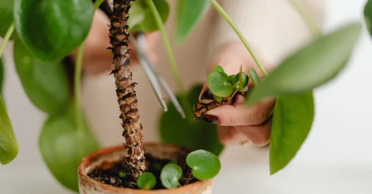 découvrez les problèmes courants de croissance du pilea et comment les résoudre pour garder votre plante saine et vigoureuse.