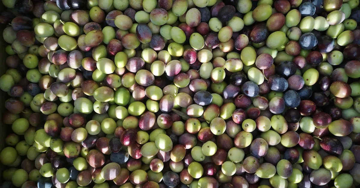 découvrez le prune sauvage toxique, un fruit à connaître pour ses effets potentiellement dangereux et ses caractéristiques uniques dans la nature.