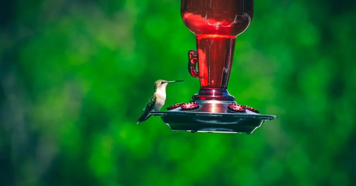 apprenez à créer votre propre mangeoire pour oiseaux à partir d'une bouteille en plastique recyclée grâce à ce tutoriel diy simple et écologique.