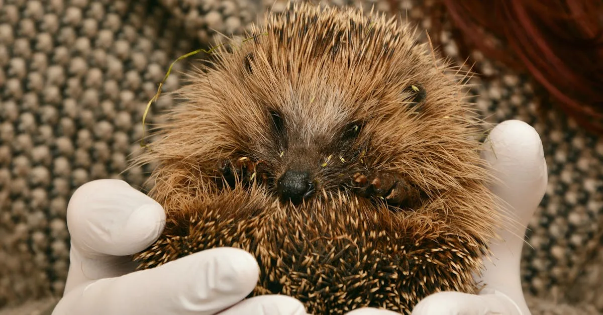 découvrez comment les hérissons hibernent, leur comportement durant l'hiver et les conseils pour les protéger pendant cette période de repos.
