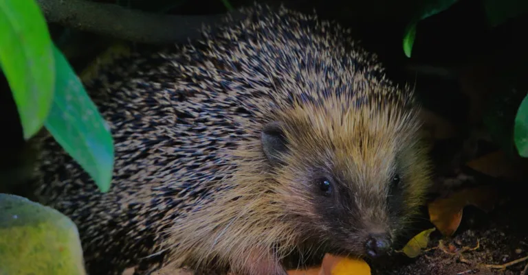 découvrez tout sur l'hibernation du hérisson : ses habitudes, sa durée et comment il survit pendant l'hiver.