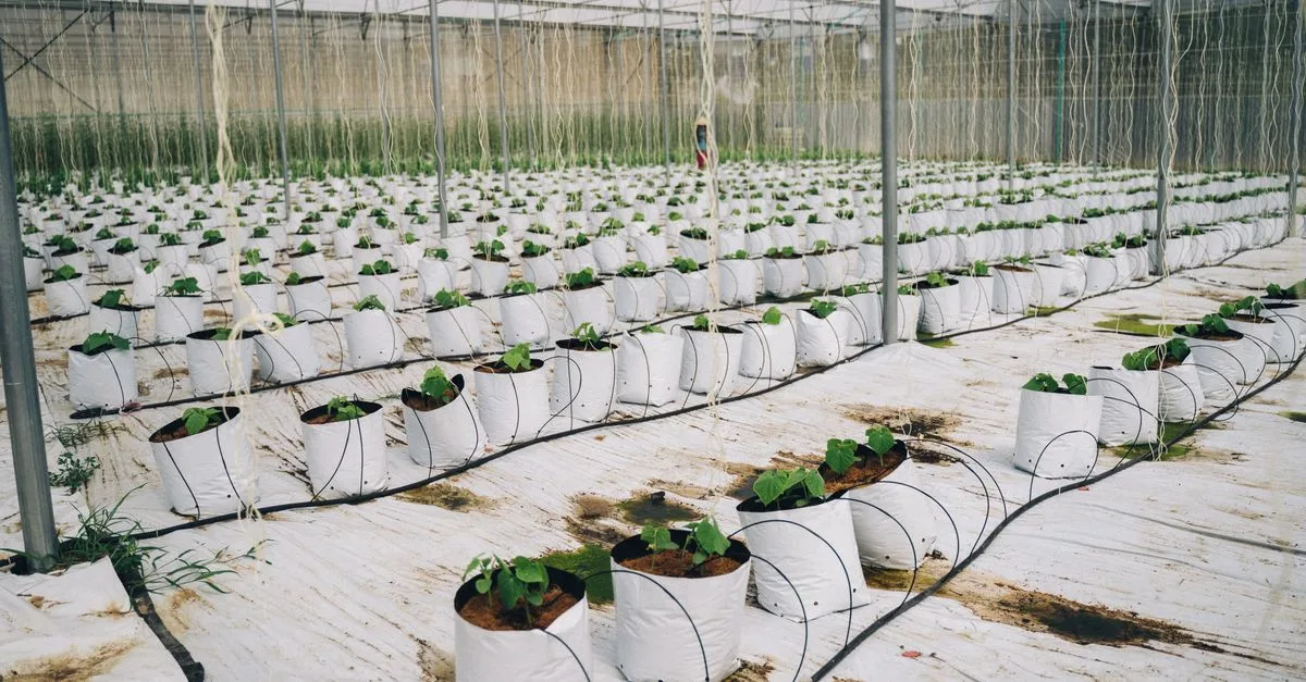 découvrez l'agriculture écologique innovante : des méthodes durables pour cultiver en harmonie avec la nature et préserver notre planète.