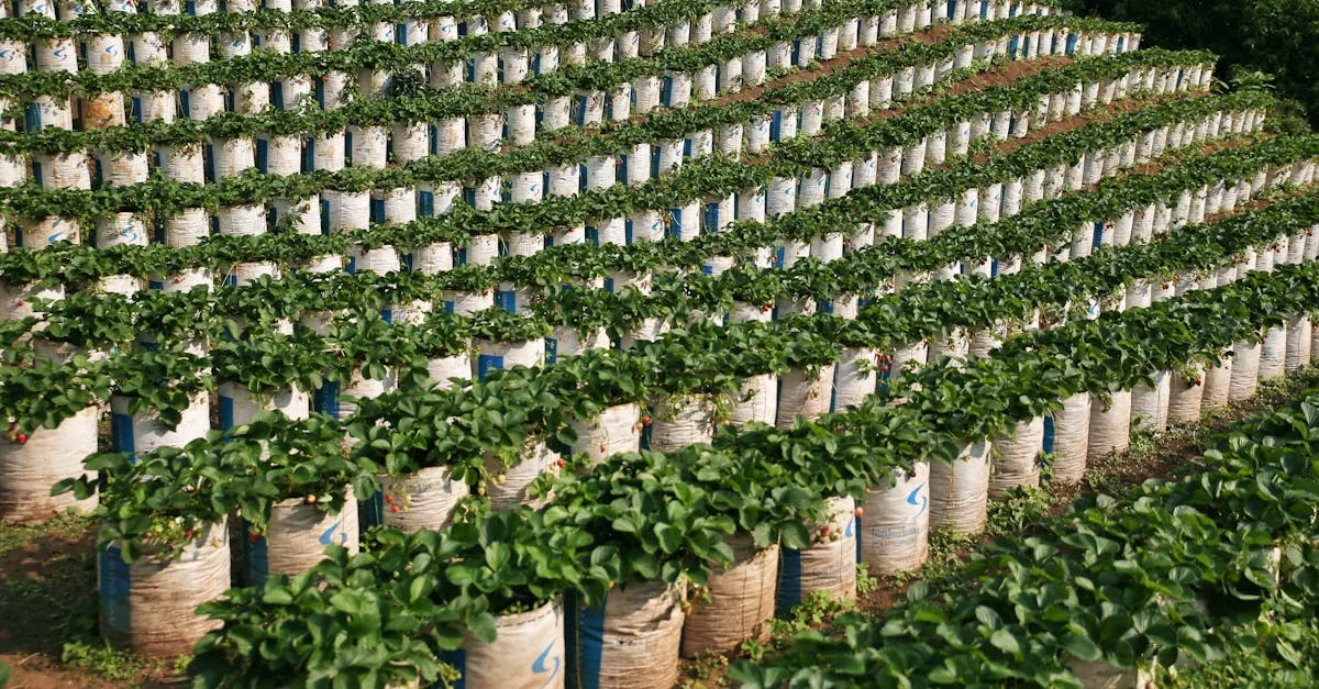 découvrez l'agriculture écologique innovante, alliant techniques durables et respect de l'environnement pour un avenir plus vert.