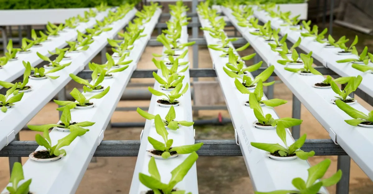 découvrez l'aquaponie : une méthode durable combinant aquaculture et culture hydroponique pour produire des aliments frais et écologiques.