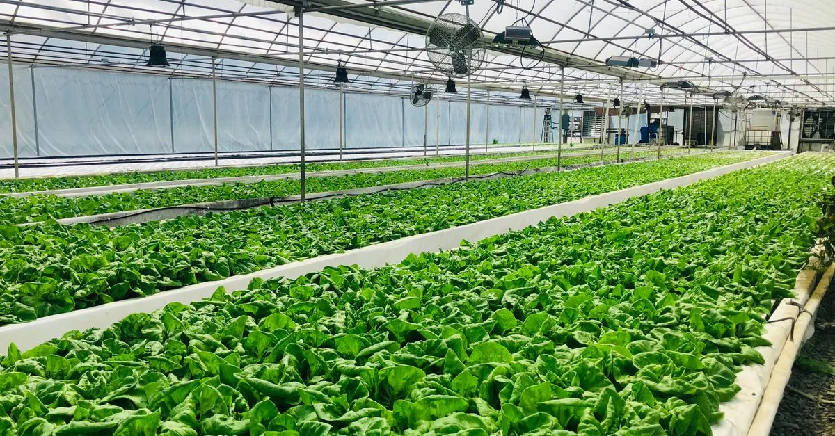 découvrez l'aquaponie, une méthode durable combinant l'aquaculture et l'hydroponie pour cultiver des plantes et élever des poissons de manière écologique et innovante.