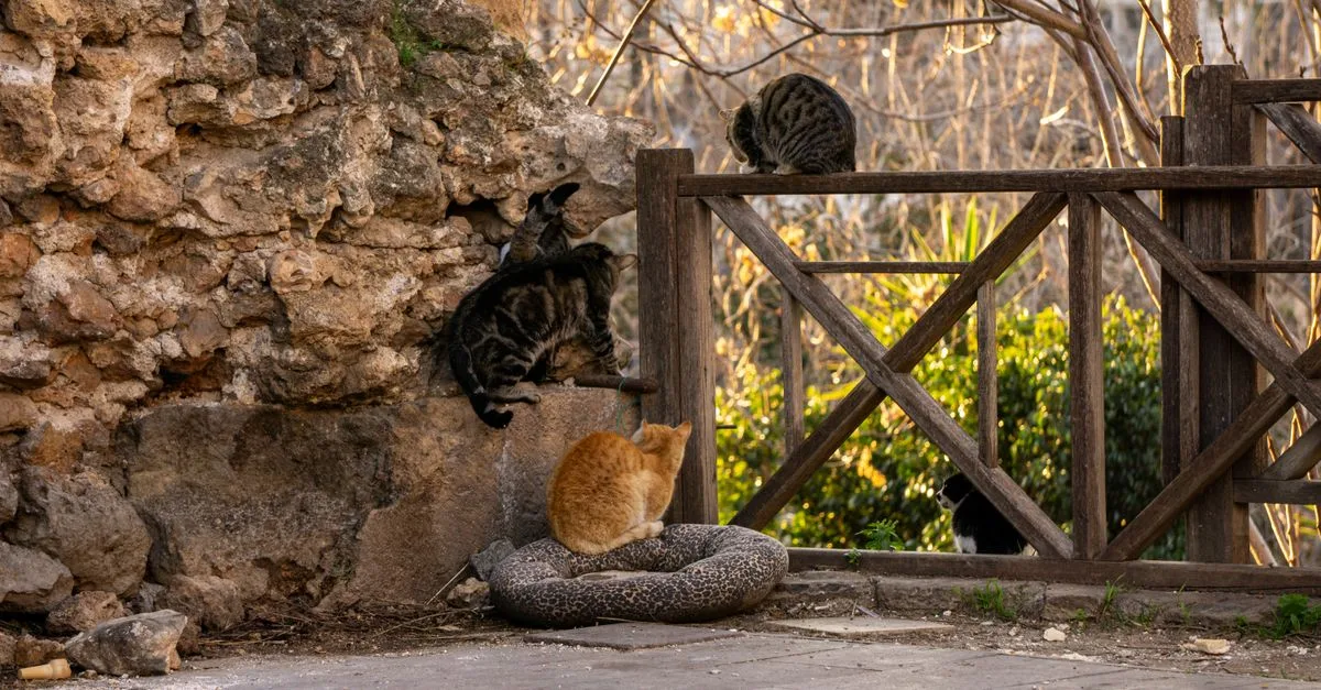 découvrez les clés d'une coexistence harmonieuse avec votre chat pour un foyer paisible et équilibré.