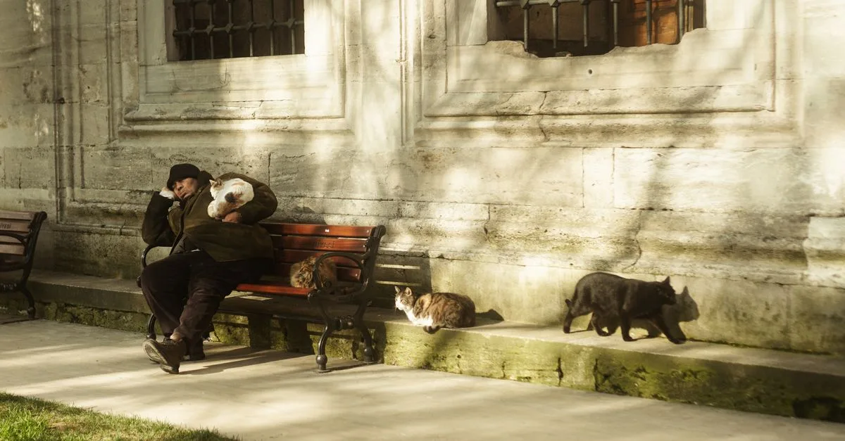 découvrez comment favoriser une coexistence harmonieuse entre les chats grâce à des conseils pratiques et bienveillants pour assurer leur bien-être et leur sérénité.