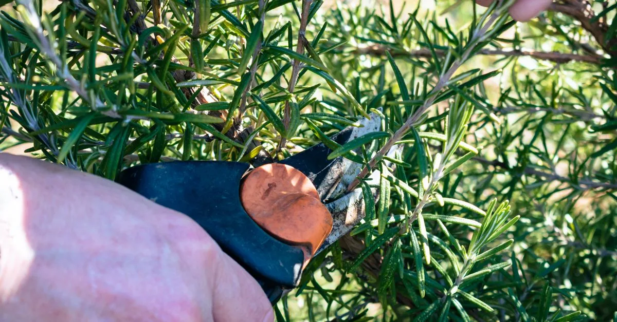 découvrez les meilleures techniques d'élagage pour entretenir vos arbres et arbustes, favoriser leur croissance et garantir leur santé.