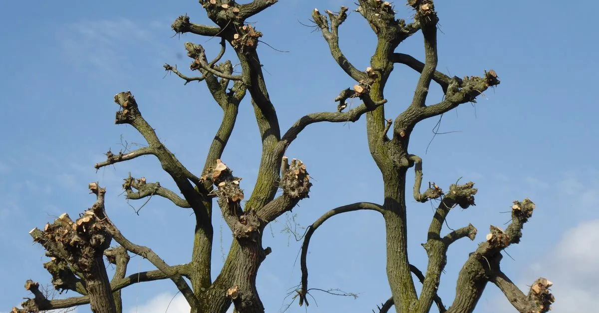 découvrez les meilleures techniques d'élagage pour entretenir vos arbres et arbustes, favoriser leur croissance et améliorer la santé de votre jardin.
